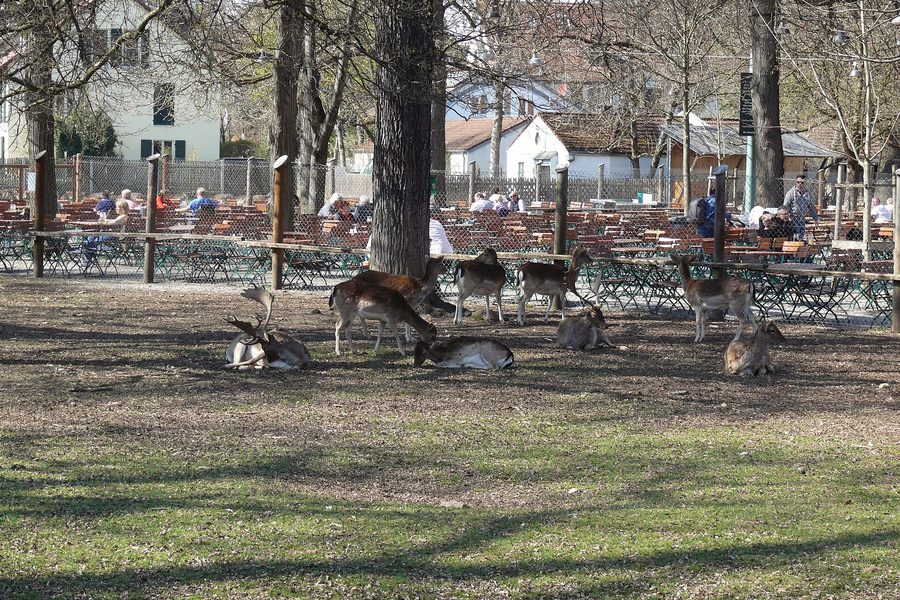 Damwild im Gehege des Königlichen Hirschgartens in München