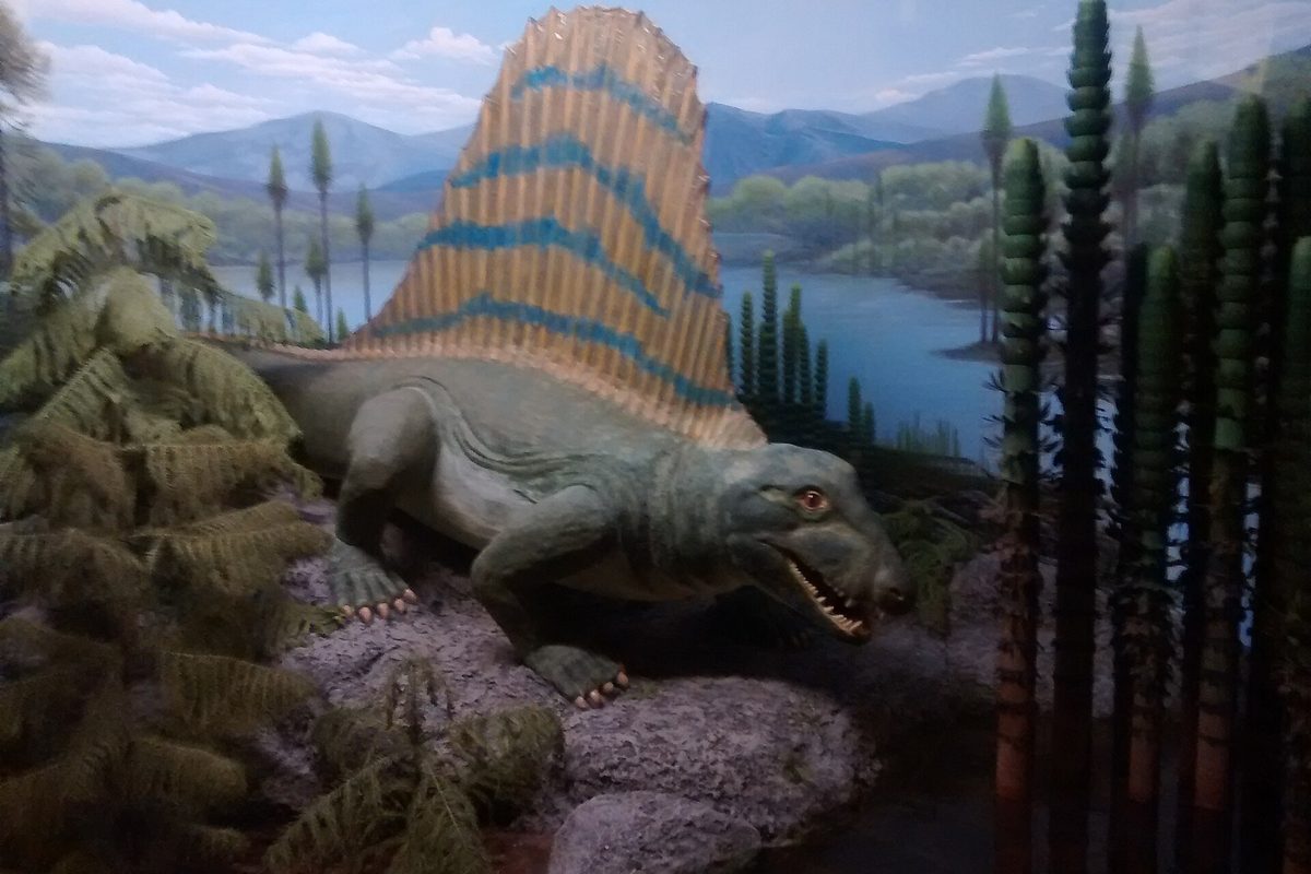 Rekonstruktion eines Dimetrodon in der Dauerausstellung in München